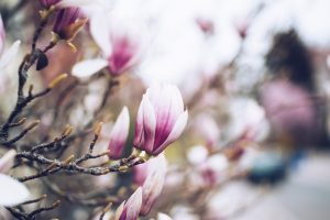 Lees meer over het artikel Vier de lente, ook in jouw organisatie!