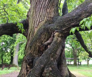 Lees meer over het artikel Ritueel voor de honderdjarige bomen van de Heerlijckyt